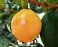 BAHIA SUNSAPOTE